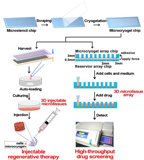 3D Microtissues For Injectable Regenerative Therapy And High Throughput