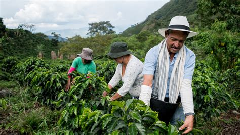 Explican Por Qu El Precio Del Caf Aument Casi El En Un A O Rt