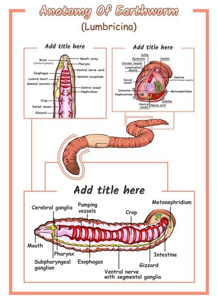 Anatom A Del Vector De Lombriz De Tierra Vector Premium
