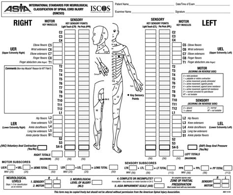 Spinal Cord Injury Levels Chart