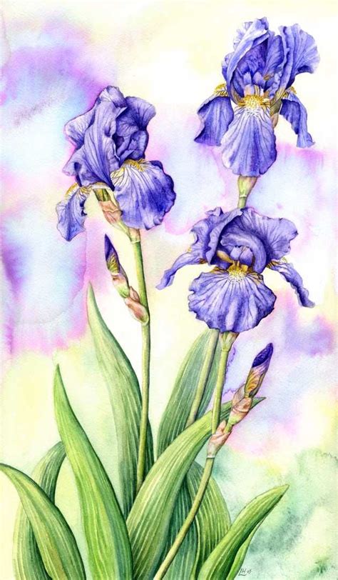 Pin by Terri Dawson on how to draw flowers | Iris art, Iris watercolor