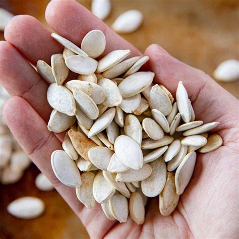 Fresh Giant Pumpkin Seeds — American Seed Store