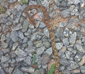 Menino De Anos Levado A Hospital Ap S Ser Picado Por Cobra Em