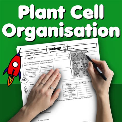 Plant Cell Organisation Home Learning Worksheet GCSE Rocketsheets Co Uk