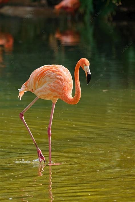 طائر الفلامنغو الأمريكي Phoenicopterus Ruber طائر وردي في البركة طائر ...