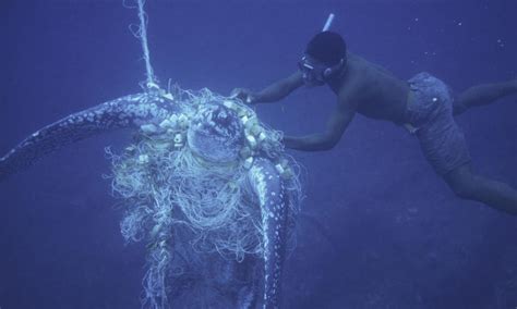 Leatherback Sea Turtle A Critically Endangered Species Hubpages