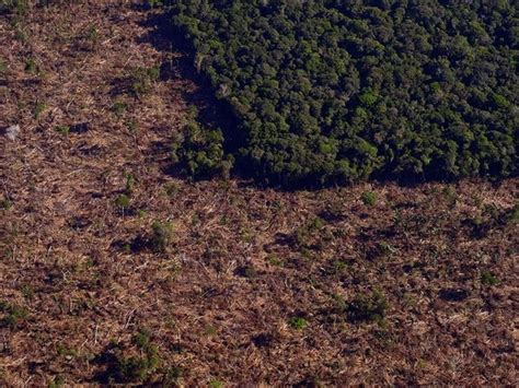 Amazônia alertas de desmatamento têm pior outubro desde 2015