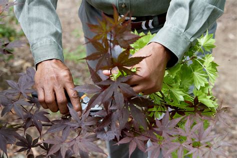 Weeping Japanese Maple Tree Pruning