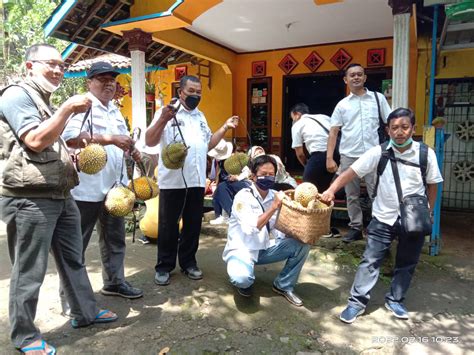 Galleri Foto Uji Keunggulan Varietas Durian Lokal Kulon Progo