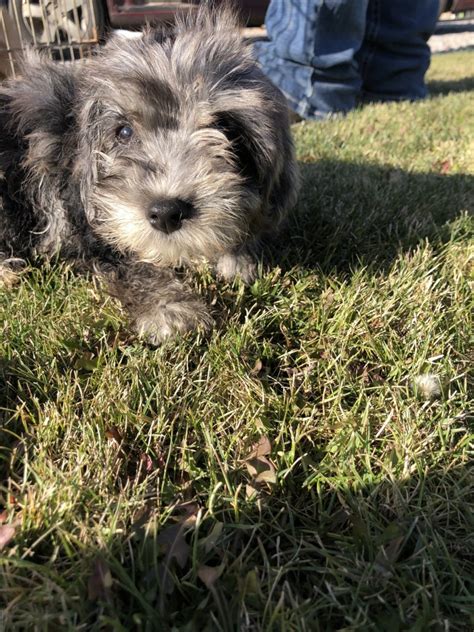 Yorkiepoo For Sale In Colorado Petzlover