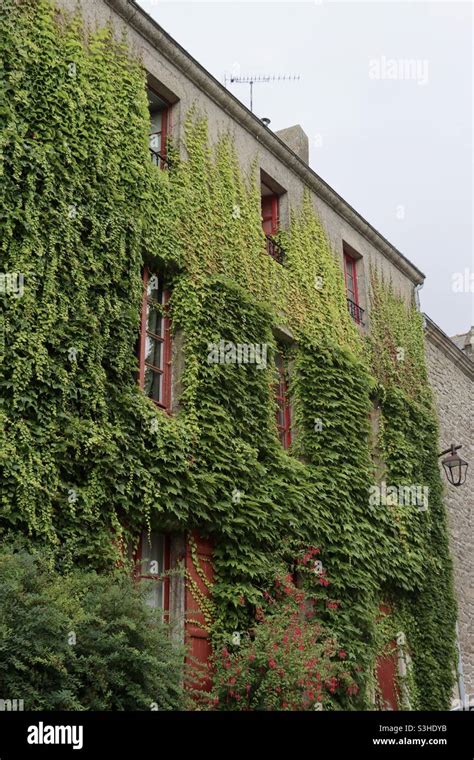 House Covered With Climbing Ivy Stock Photo Alamy