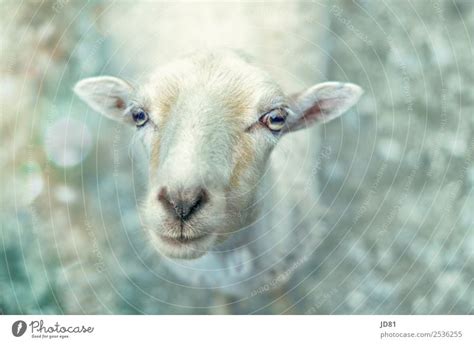 portrait Animal - a Royalty Free Stock Photo from Photocase