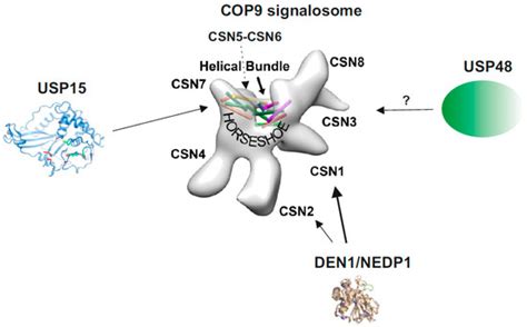 Cop9 Signalosome Encyclopedia Mdpi