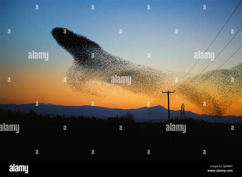 A starling murmuration or flock flying in an aerobatic display near Gretna, Scotland prior to ...