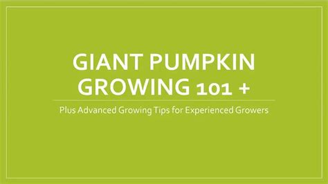 Giant Pumpkin Growing 101: How to Grow a 1,000+ Pound Pumpkin | Giant pumpkin, Growing pumpkins ...