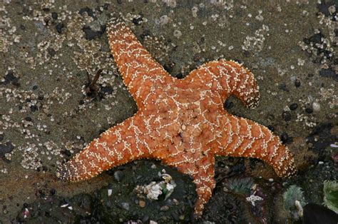 What Eats Starfish Starfish Ocean Life Zoo Animals