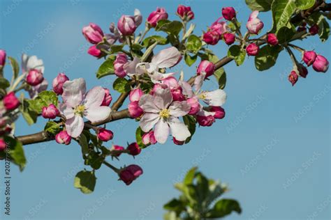 Blüten an Apfelbaum Stock Foto Adobe Stock