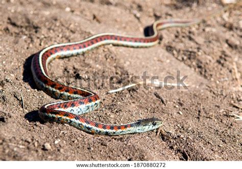 77 Red Sided Garter Snake Stock Photos, Images & Photography | Shutterstock