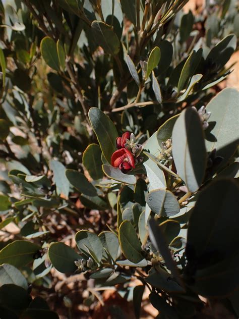 Gastrolobium Brevipes From West Macdonnell Sandover Northern