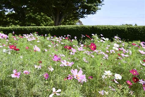 秦野戸川公園 秋風に揺れる8万本のコスモス カナロコ By 神奈川新聞