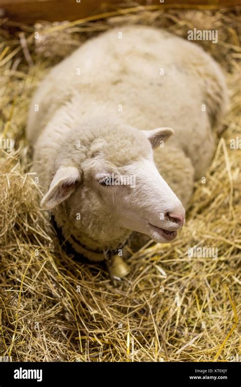 Sheep In Corral On Exhibition Stock Photo Alamy