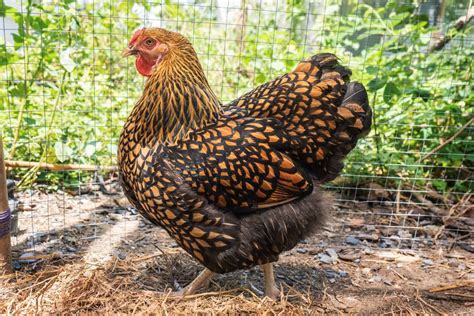 Golden Laced Wyandotte Breed Profile Facts Pictures