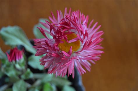 Coqueta o Bellis Perennis Monstrosa El Jardín en Casa