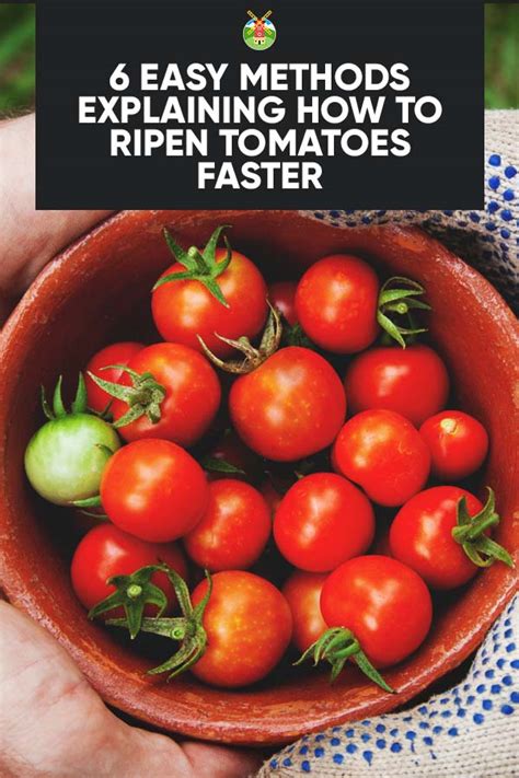 Easy Methods Explaining How To Ripen Tomatoes Faster