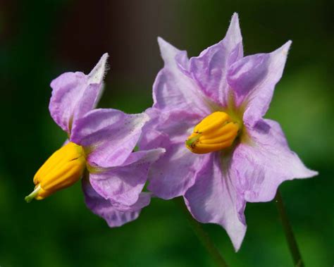 Solanum Tuberosum Gardensonline