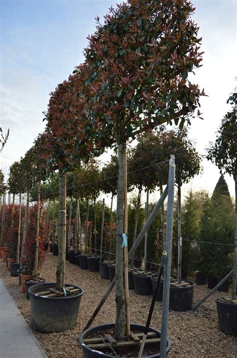 Complete Guide To Pleached Trees Bbc Gardeners World Off