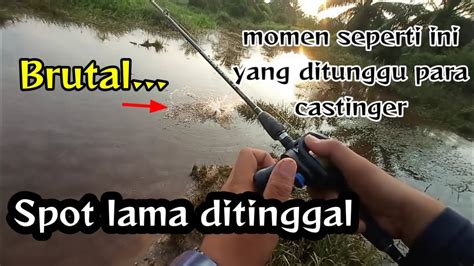 Spot Dulu Gak Ada Ikannya Kini Jadi Sarang Gabus Gak Percaya