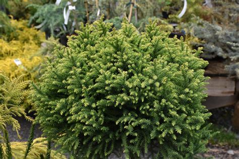 Golden Promise Japanese Cedar Cryptomeria Japonica Golden Promise