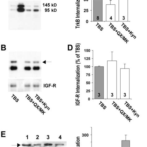 Activity Dependent Modulation Of BDNF Receptor Internalization