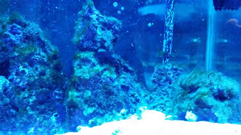 Clearing up a Green Algae Bloom in my 75 Gallon Saltwater Tank | The Aquarist Refuge