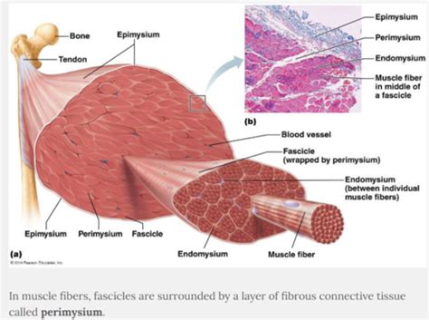 Anatomy Ch 10 Flashcards Quizlet