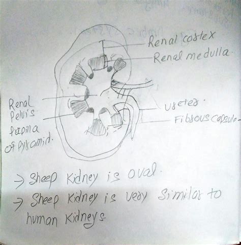 BIO 200 Lab 8 Mammalian Kidney Dissection.docx - Mammalian Kidney ...