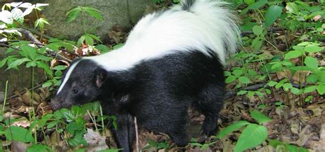 Skunks | Nature | PBS