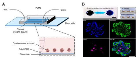 Cancers Free Full Text Modeling The Tumor Microenvironment Of