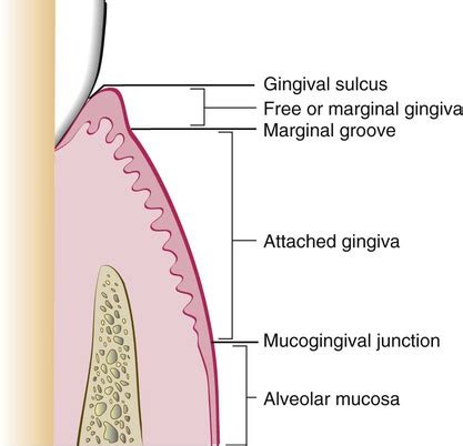 1: Anatomy of the Periodontium | Pocket Dentistry