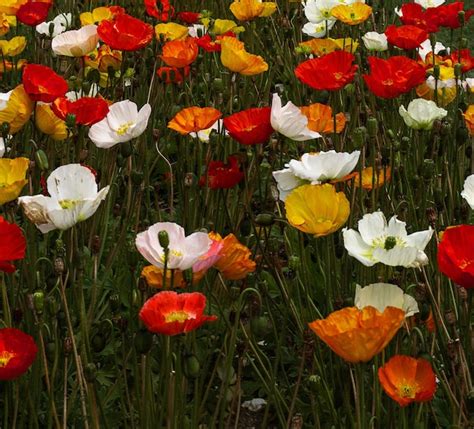 Premium Photo Iceland Poppies Make Colorful Additions To Flower Beds