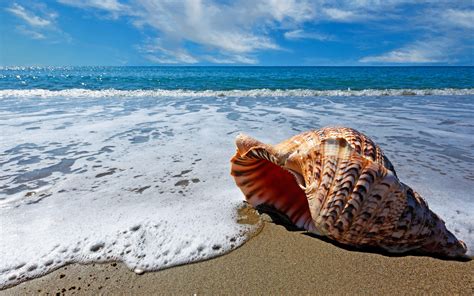 Sea Shell Wallpaper Nature And Landscape Wallpaper Better