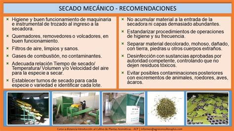 El secado de hierbas aromáticas ACP Agroconsultora Plus ACP