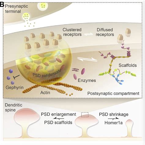 Biochemical Reconstitution Demonstrates That Scaffolds Enzymes