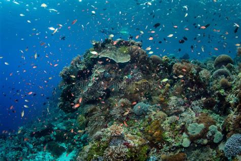 Beautiful Coral Reef in the Coral Triangle Stock Image - Image of ...