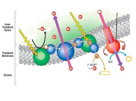 Light Dependent Reaction Diagram Diagram | Quizlet