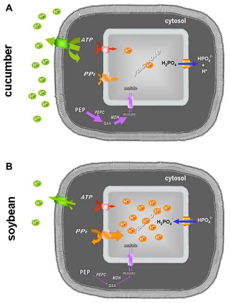 Representation Of The Different Roles Of The Vacuolar Proton Pumps And Download Scientific