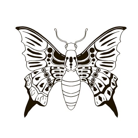 Hand Drawn Coloring Book Insects Bug Vector Illustrations Drawing