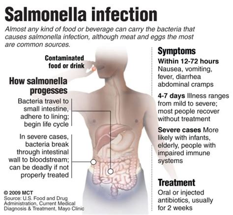 Funky Shunky: salmonella bacteria