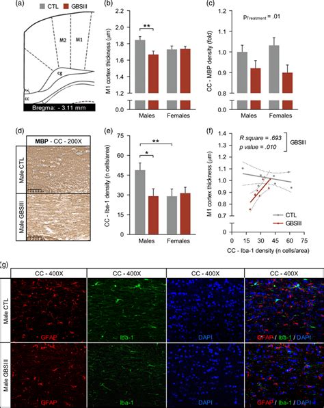 Immunohistochemical Mbp And Immunofluorescent Gfap Iba 1 Analyses