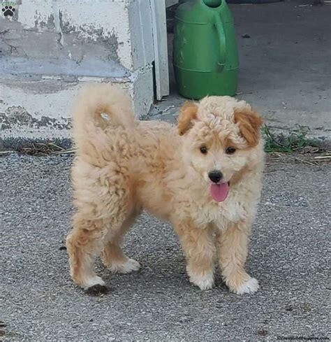 American Eskimo Poodle Mix